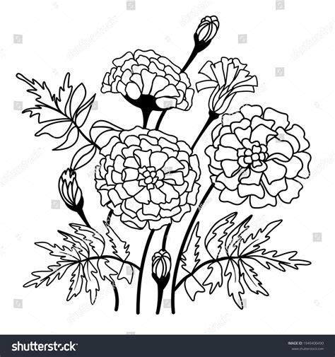 1,286 Outline Marigold Flower Images, Stock Photos & Vectors | Shutterstock