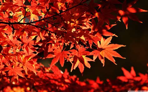 Maple Tree Wallpapers - Top Free Maple Tree Backgrounds - WallpaperAccess