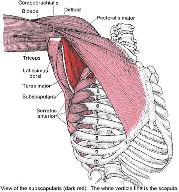 Name Of Muscles Under Armpit - Human Anatomy