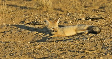 Vulpes chama Stock Video Footage - 4K and HD Video Clips | Shutterstock