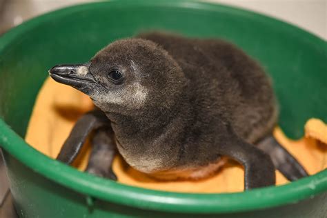 African Penguin Chicks 2022-23 | The Maryland Zoo