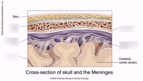 Meninges Diagram | Quizlet