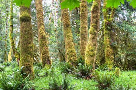 12 Temperate Rainforests Around the World