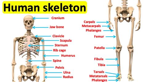 The skeletal system 🦴 | Bones of the human body - YouTube