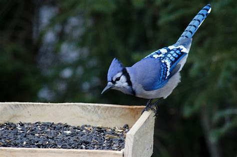 Blue Jays, The Surprisingly Aggressive Chicken Predator - Home in the ...