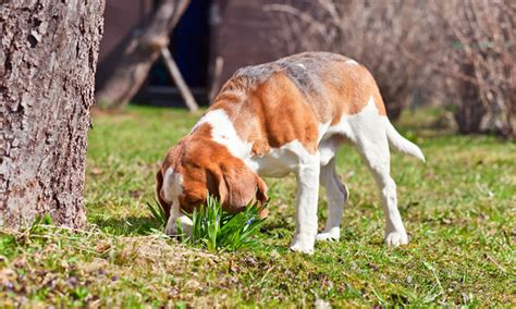 Coprophagia (Eating Poop) in Dogs: Causes & Treatment | [site:name]