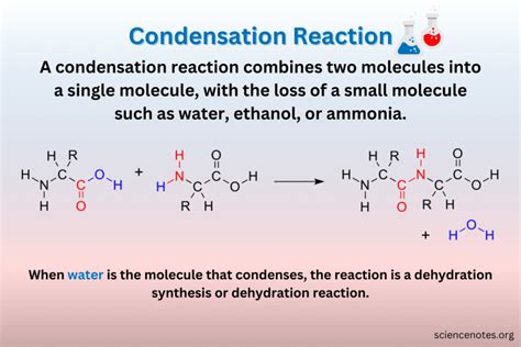 Condensation Reaction Definition and Examples