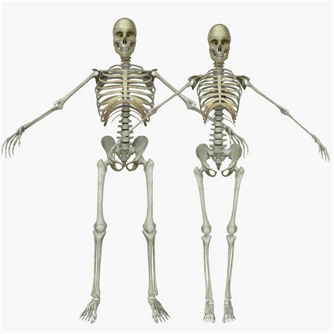 Male Vs Female Skeletal Anatomy | Images and Photos finder