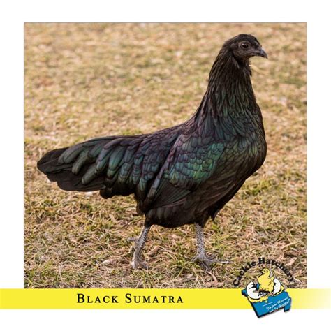 Black Sumatra Chicken: Baby Chicks for Sale | Cackle Hatchery®