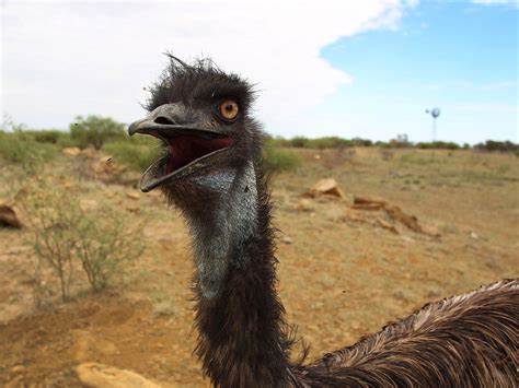 Emu encounter: US tourist cornered by amorous Australian bird | The ...