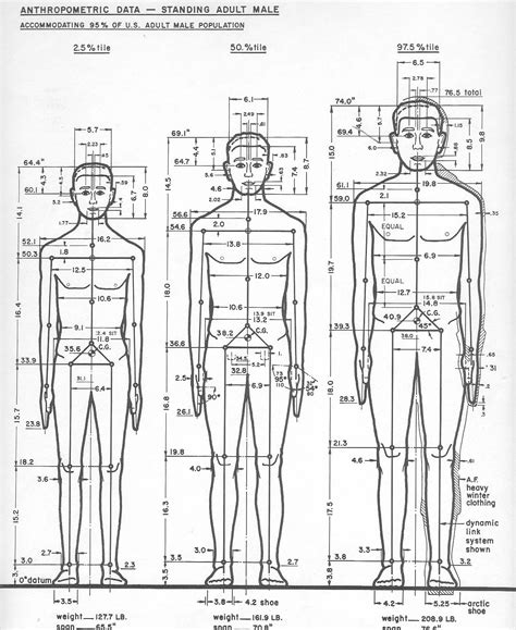 Centimetres would be good. | Human, Human dimension, Ergonomics