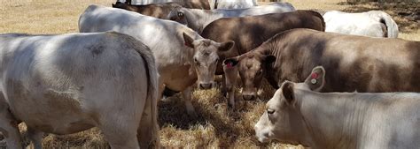 Bull for Sale Australia | Murray Grey Cattle | Worldwide