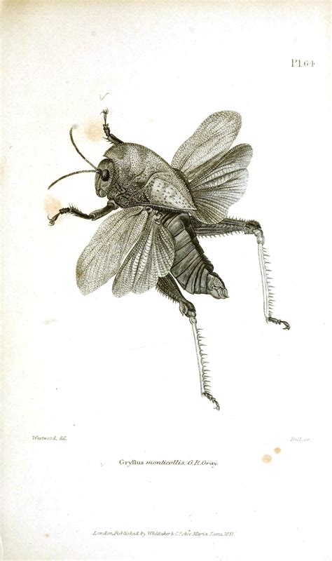 Pin by Josie Ditzler on Vintage Prints | Insect art, Insects, Insect print