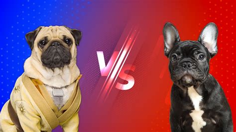 Comparing Breeds: Pug vs. Frenchie