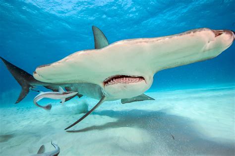 Great Hammerhead Shark, Sphyrna mokarran, swims over the sandy flats ...