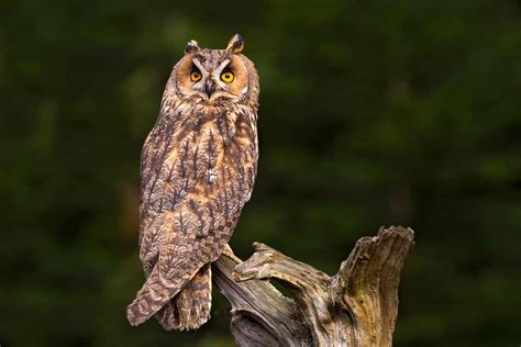 Owls In Oklahoma: 9 Species To Be On The Lookout For