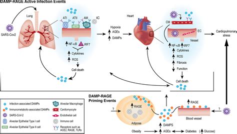 Journey to a Receptor for Advanced Glycation End Products Connection in ...