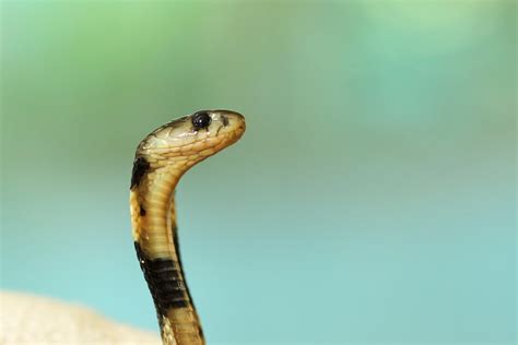 Scientists Map Genome for Snake Venom to Develop Treatment Options