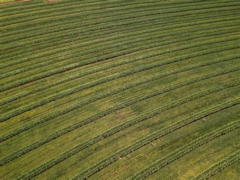 Premium Photo | Aerial view sugarcane field in brazil.