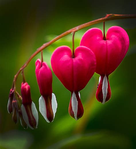 Bleeding Heart Flower Photos