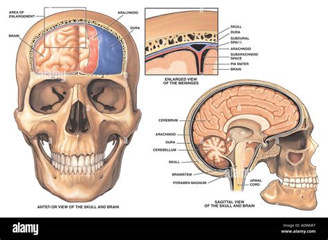 Anatomy of the Brain and Meninges Stock Photo - Alamy