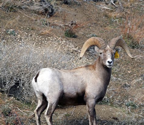 Mid Sierra Musings: Endangered Sierra Nevada Bighorn Sheep 2020