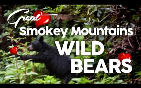 BLACK BEARS! Spotted at Great Smokey Mountains National Park | AMaeTV