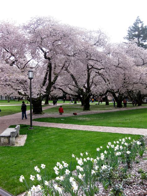 Seattle Japanese Garden Community Blog: Other Gardens: UW campus cherry ...