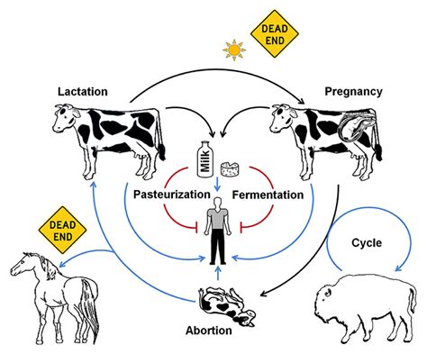 Frontiers | Retrospective and prospective perspectives on zoonotic brucellosis | Microbiology