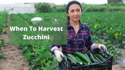 Zucchini Cultivation Tips: How To Grow And Care For Squash