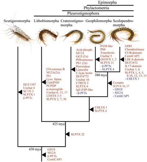 The evolutionary history of centipede venom composition. Order-level... | Download Scientific ...