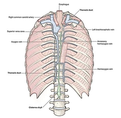 Thoracic Duct Histology