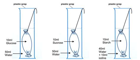 Osmosis and diffusion lab report - jkjettz