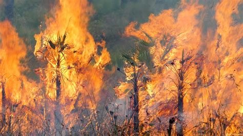 Belize farmers turn away from slash and burn – DW – 04/09/2019