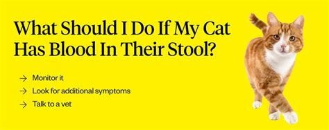 Cat Has Blood In Stool (Why & What To Do) | Dutch