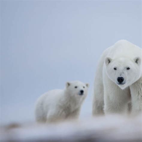 Polar Bear Migration Safari & Arctic Flying Experience | Arctic Kingdom