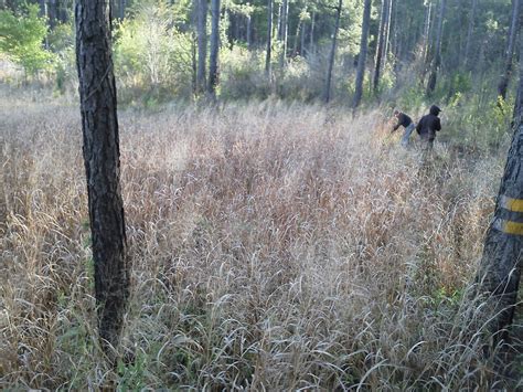 Quail Habitat Restoration - Southern Habitats