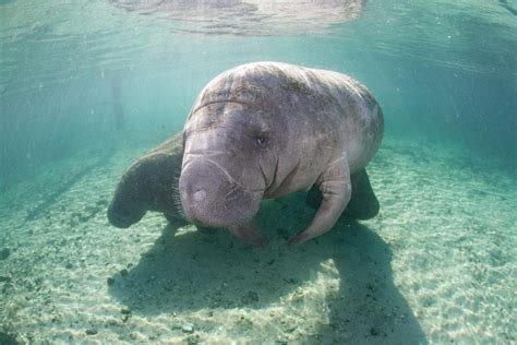 Florida Wildlife Grant Helps Fund Research to Monitor Manatee Habitats - Clearwater Marine Aquarium