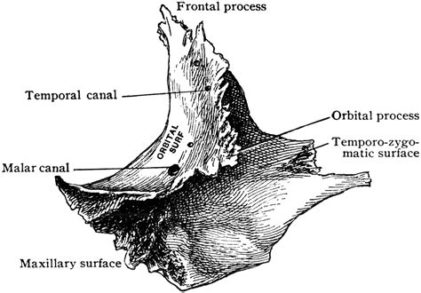 Inner Aspect of Malar Bone | ClipArt ETC