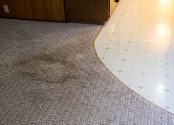 Carpet Cleaning Mold ..........Can Carpets Be Cleaned?