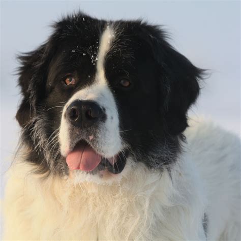 Landseer Breed Guide - Learn about the Landseer.