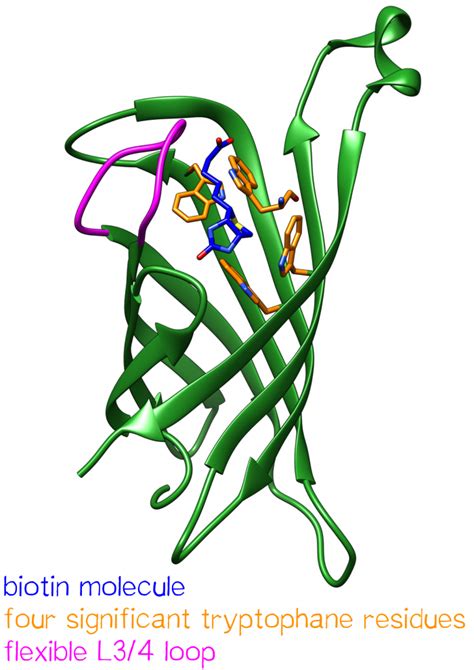 Team:LMU-TUM Munich/Proteins - 2016.igem.org