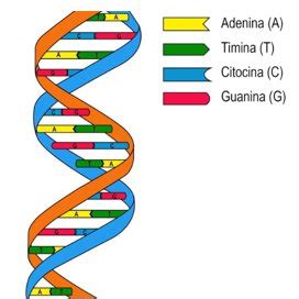 Esquema de estructura del ADN Fuente: Elaboración propia | Download ...