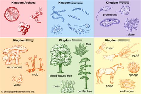 Cambridge IGCSE Biology 1.3 The Kingdoms of living organisms Diagram | Quizlet