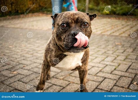 Aggressive Dog Barking Dog Dangerous Animal Affright Stock Image - Image of anger, guard: 190709291