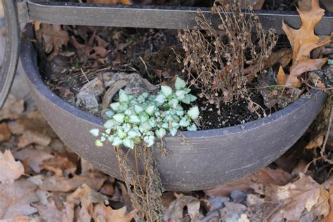 Perennials for Containers - Frugal Ways to Fill Your Flower Pots