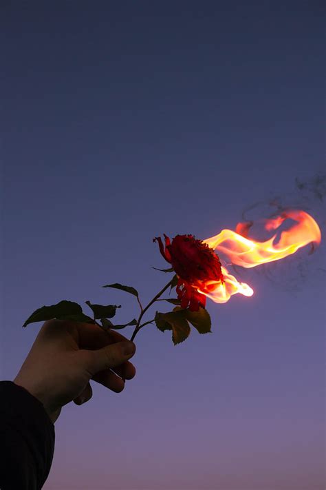 Rose, flower, flame, hand, fire, HD phone wallpaper | Peakpx