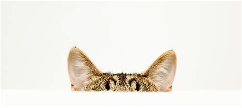 Ear problems in pets - PDSA