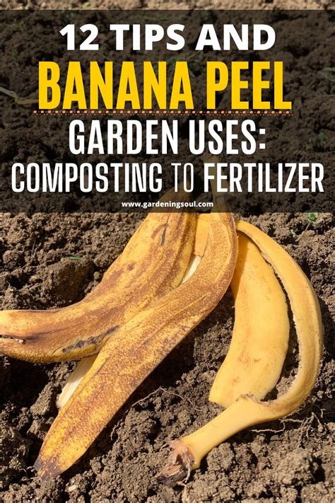 12 Tips And Banana Peel Garden Uses: Composting To Fertilizer | Banana peel, Container gardening ...