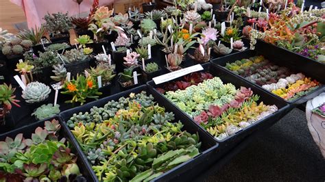 Australian Succulents - Live Plants for sale ~ Australia Only